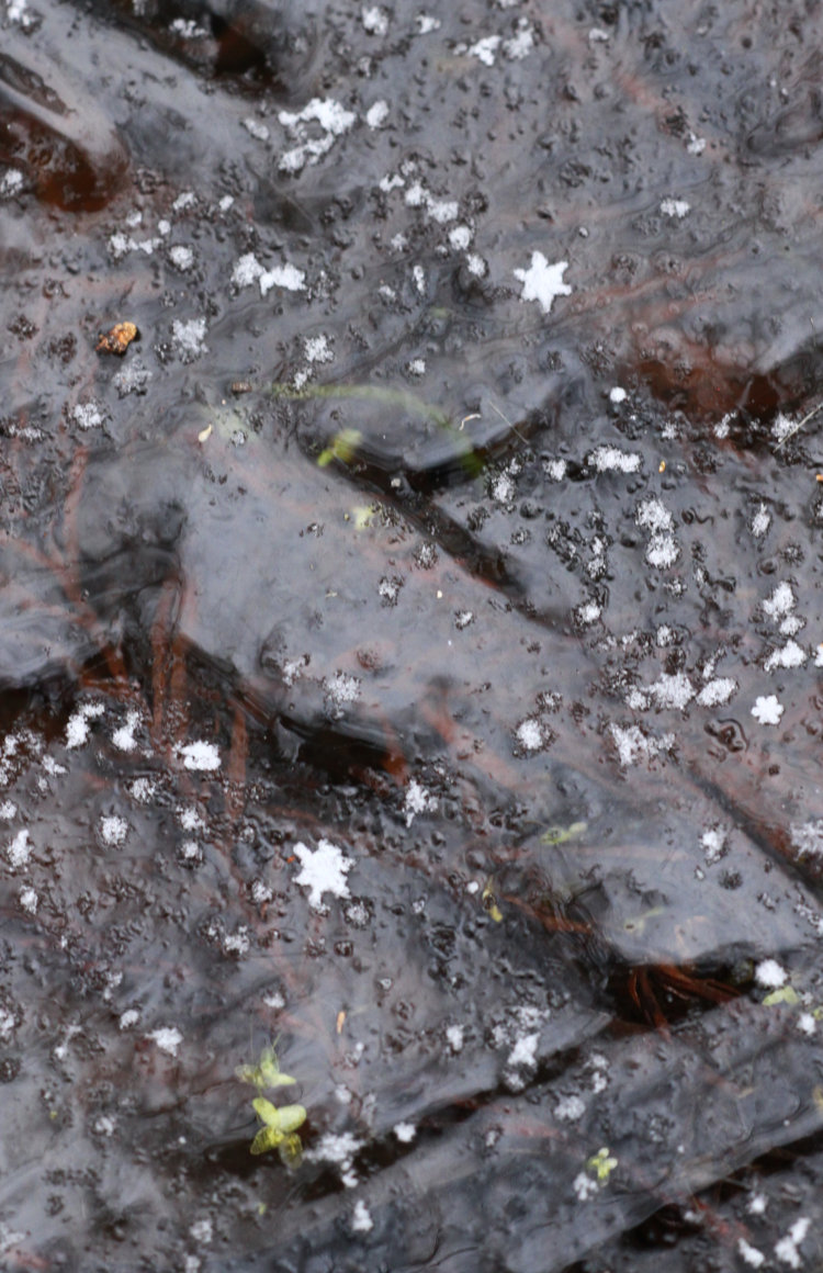 singular snowflakes on ice coat upon pond