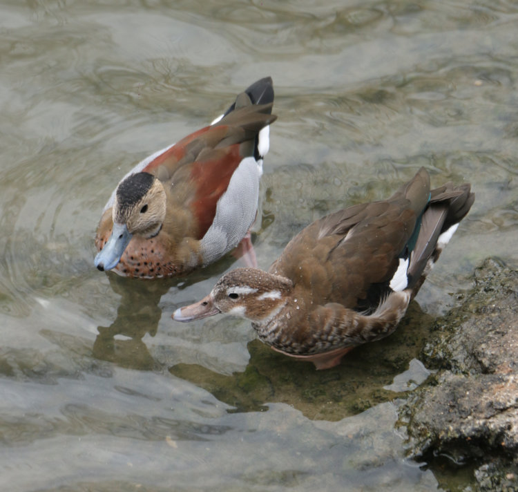 both sexes of ringed teal Callonetta leucophrys swimming together