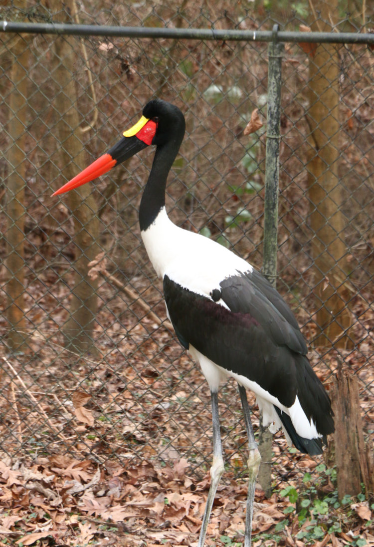 saddle-billed stork Ephippiorhynchus senegalensis doing nothing