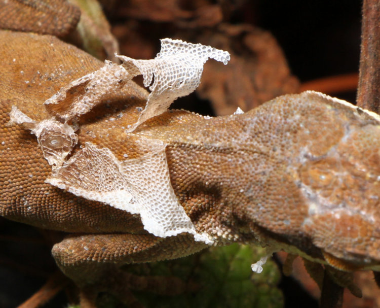 attached shed skin on Carolina anole Anolis carolinensis showing shed parietal eye cover opposite parietal eye 