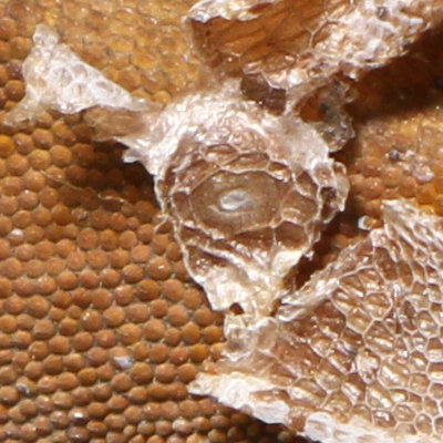odd nested circular pattern in attached shed skin on Carolina anole Anolis carolinensis