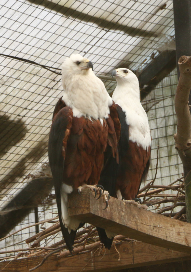 probably mated pair of African fish eagles Haliaeetus vocifer looking as if captured in the middle of a quarrel