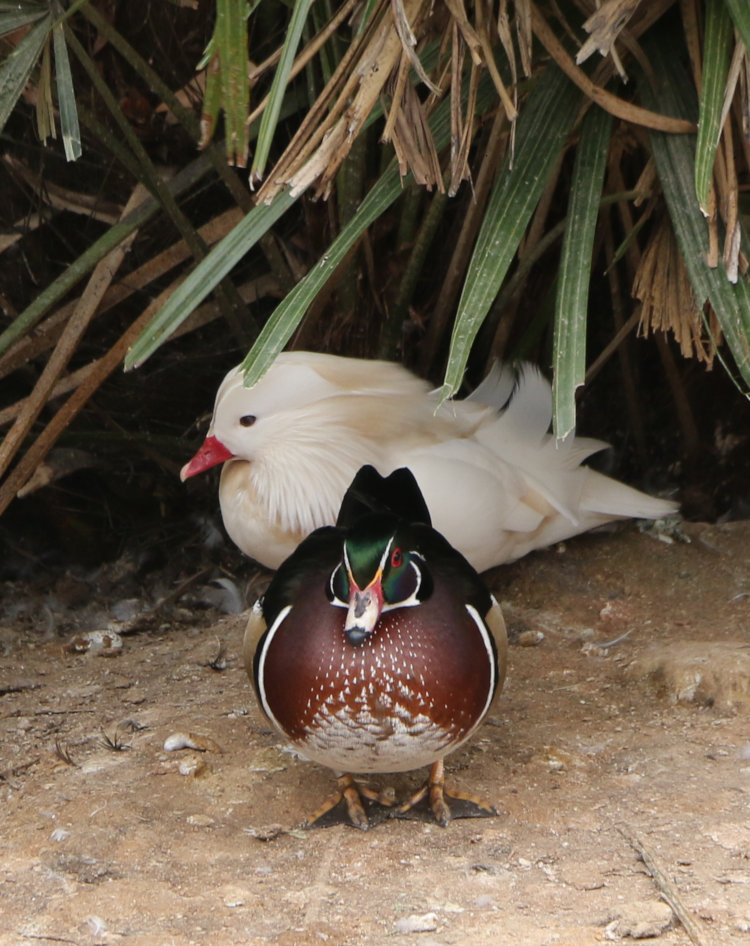 wood duck Aix sponsa in front of leucistic or albino mandarin Aix galericulata