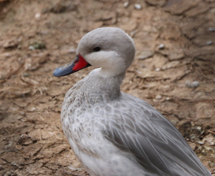 possibly a leucistic white-cheeked pintail Anas bahamensis
