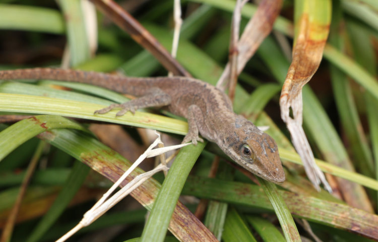 half-size Carolina anole Anolis carolinensis perched on liriope in period of warm temperatures
