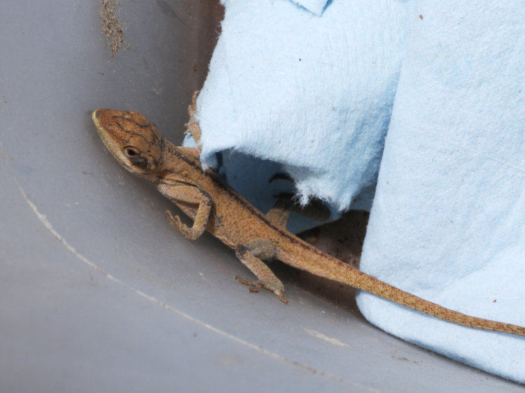Carolina anole Anolis carolinensis temporarily ensconced in Magic Bucket of Variety