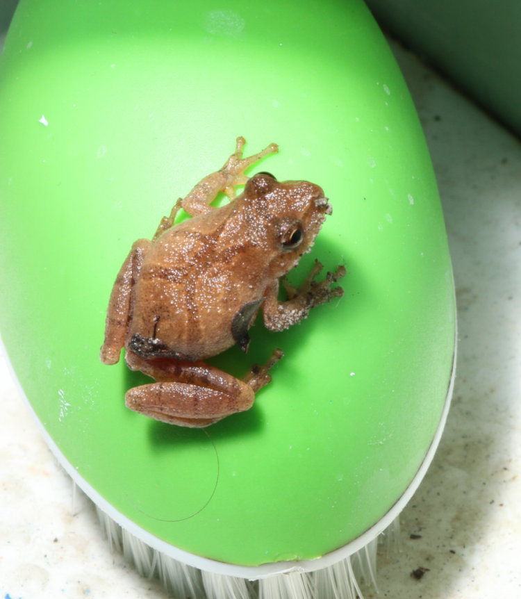 spring peeper Pseudacris crucifer perched on scrubbing brush in bathroom of Walkabout Studios
