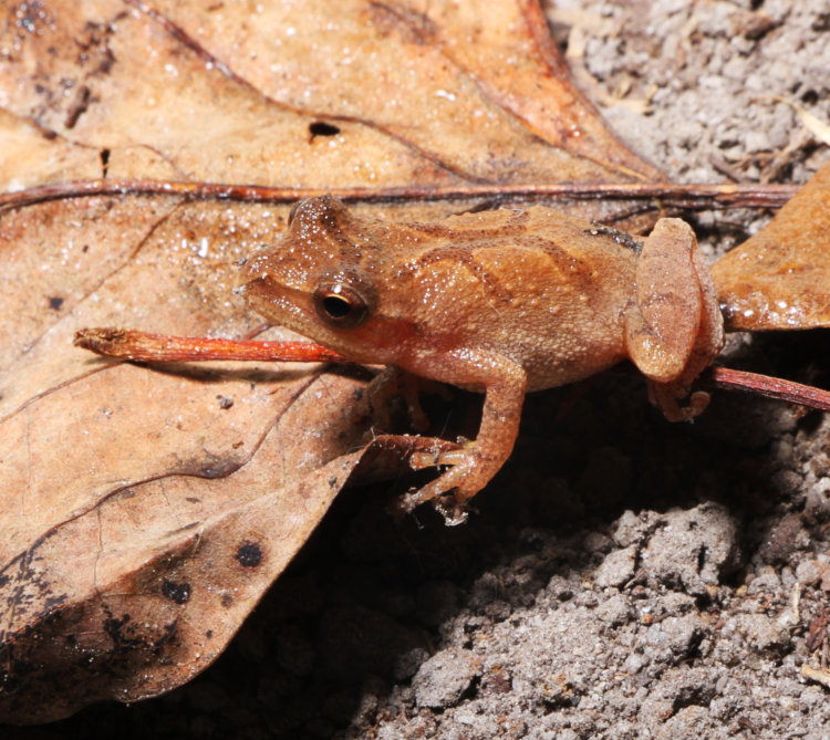 spring peeper Pseudacris crucifer in shallow dish for 'natural' setting