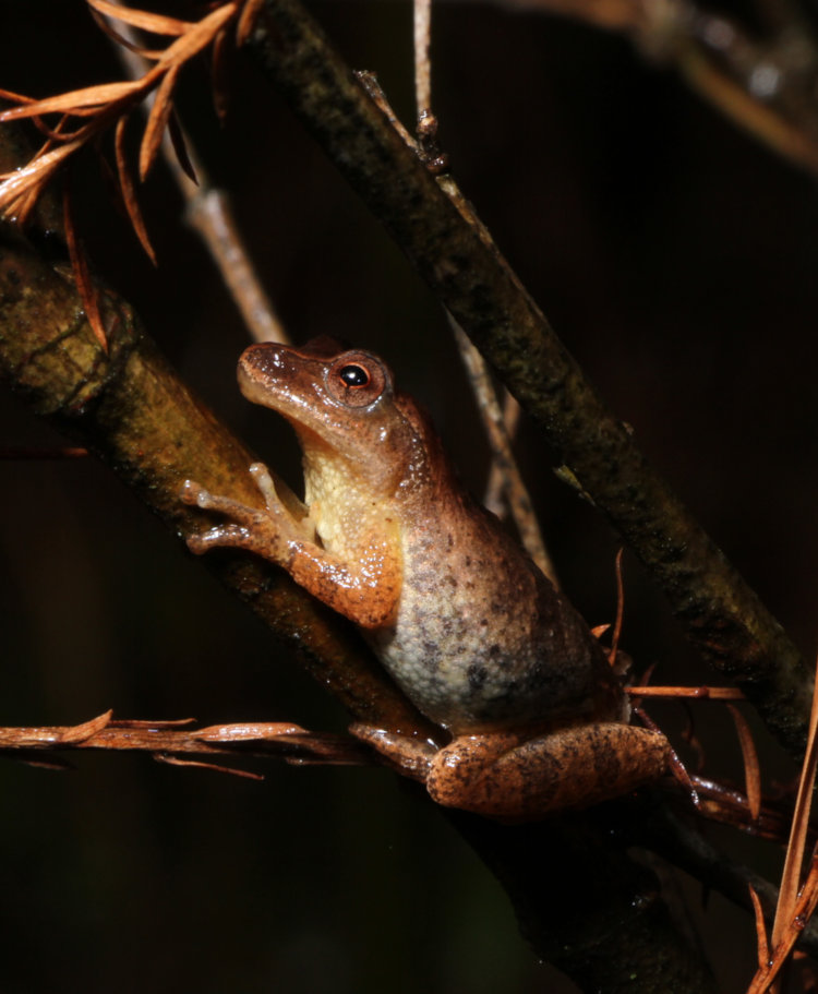 spring peeper Pseudacris crucifer perched in Japanese maple outside