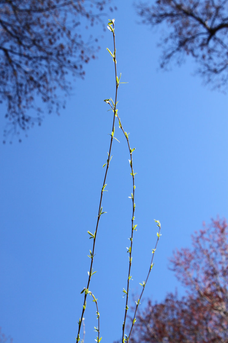 weeping willow Salix babylonica budding out in spring 2026