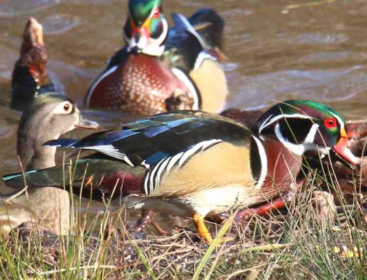 two males and one female wood duck Aix sponsa foraging at pond edge in bright sunlight