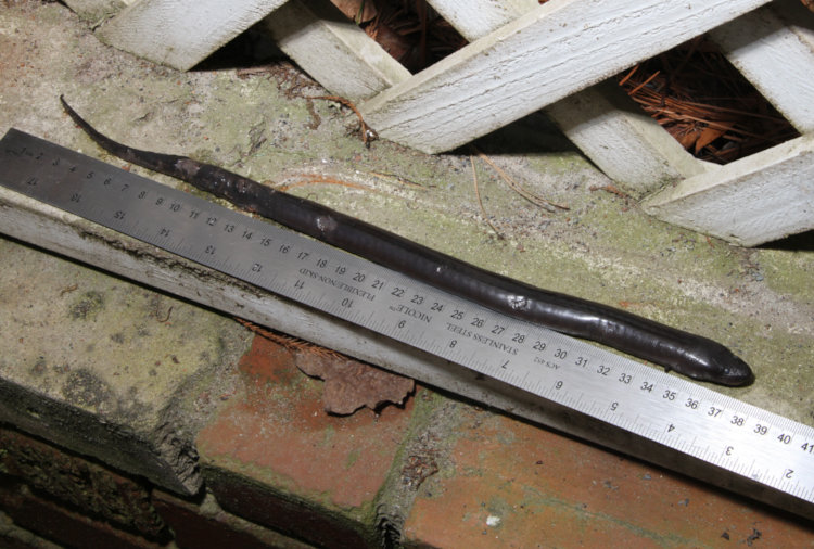 dead two-toed amphiuma Amphiuma means alongside ruler