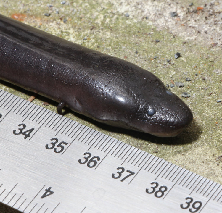 closeup of head and forelegs of dead two-toed amphiuma Amphiuma means retrieved from backyard pond
