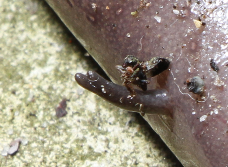 close crop of foreleg of dead two-toed amphiuma Amphiuma means showing namesake toes