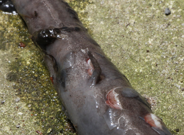 close look at hindlegs of dead two-toed amphiuma Amphiuma means, showing additional predator damage