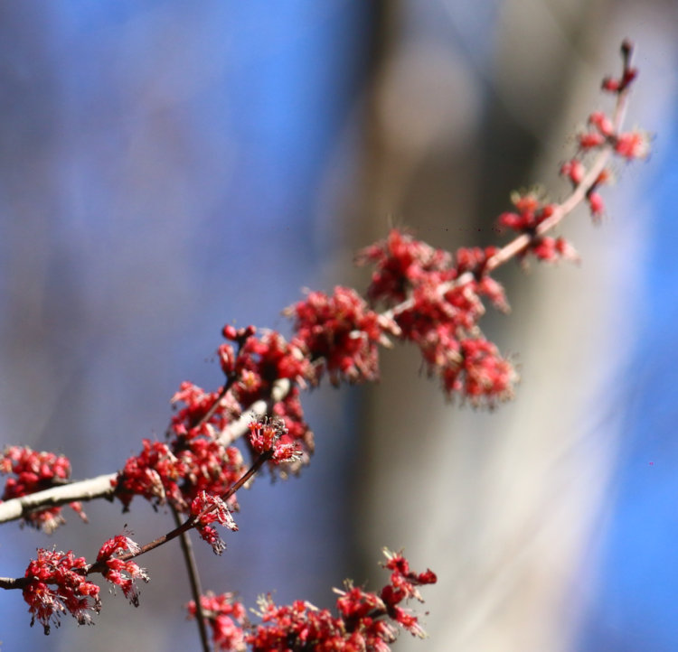 unidentified tree budding out enthusiastically with red flowers