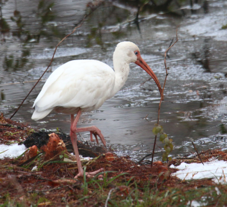 American white ibis Eudocimus albus foraging at edge of pond in backyard