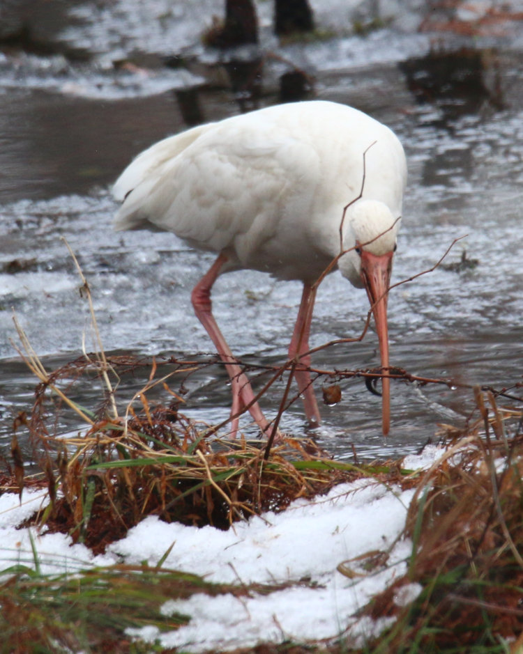 American white ibis Eudocimus albus coming up with something to eat