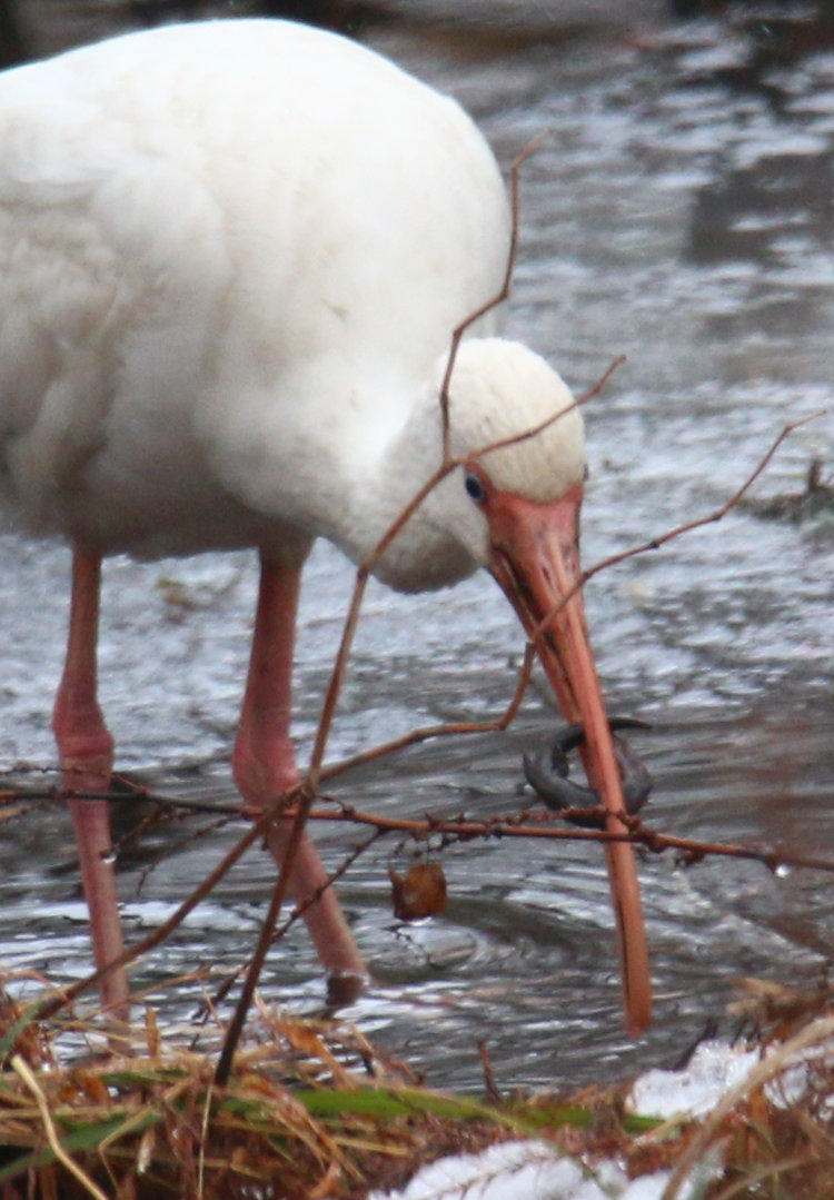 American white ibis Eudocimus albus with possibly a salamander in its beak