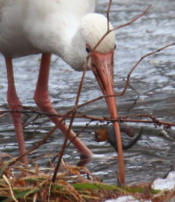 full resolution crop of American white ibis Eudocimus albus with what appears to be a captured salamander