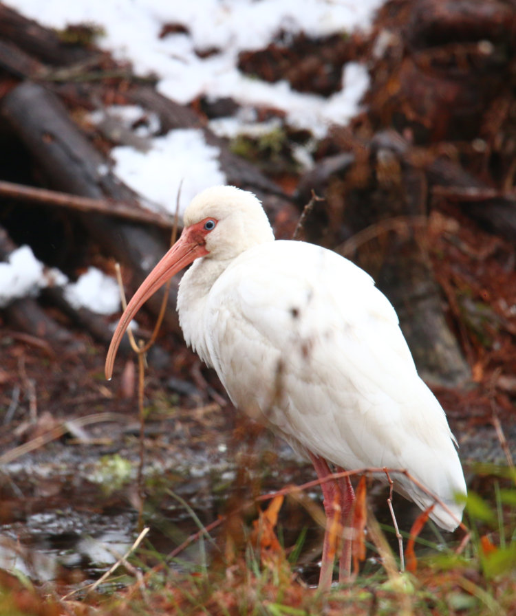 American white ibis Eudocimus albus posed in profile