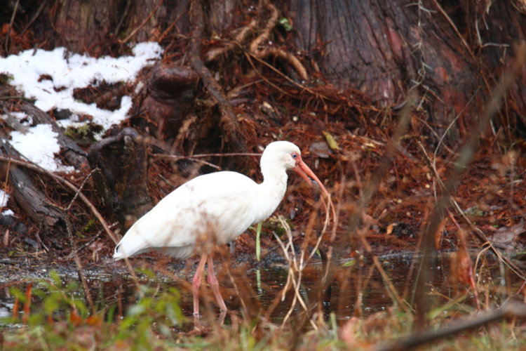 American white ibis Eudocimus albus grasping long slender potential meal