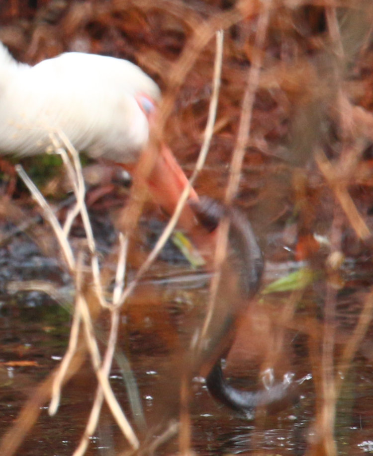 American white ibis Eudocimus albus with what might be an eel