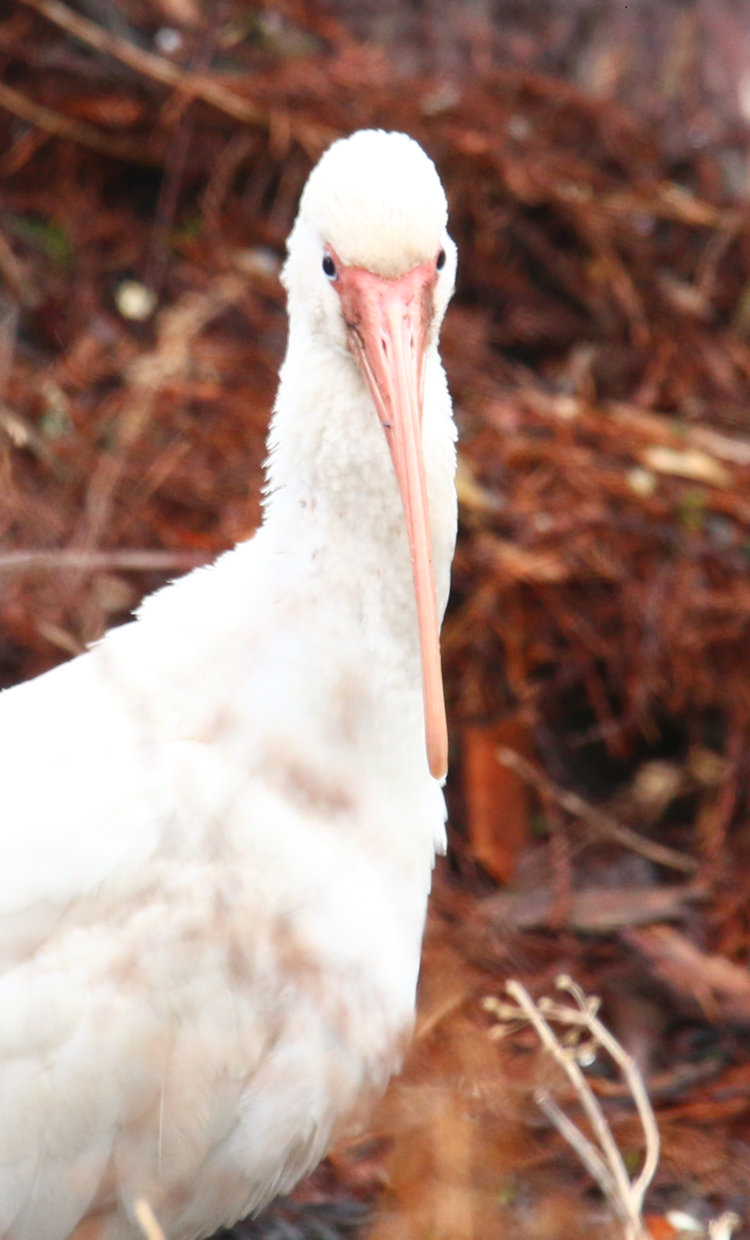 American white ibis Eudocimus albus looking condescendingly at photographer