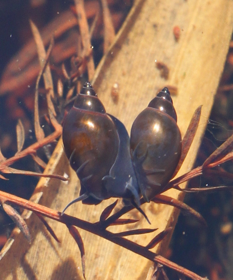 pair of unidentified snails entwined within  The Puddle, possibly showing through translucent shells