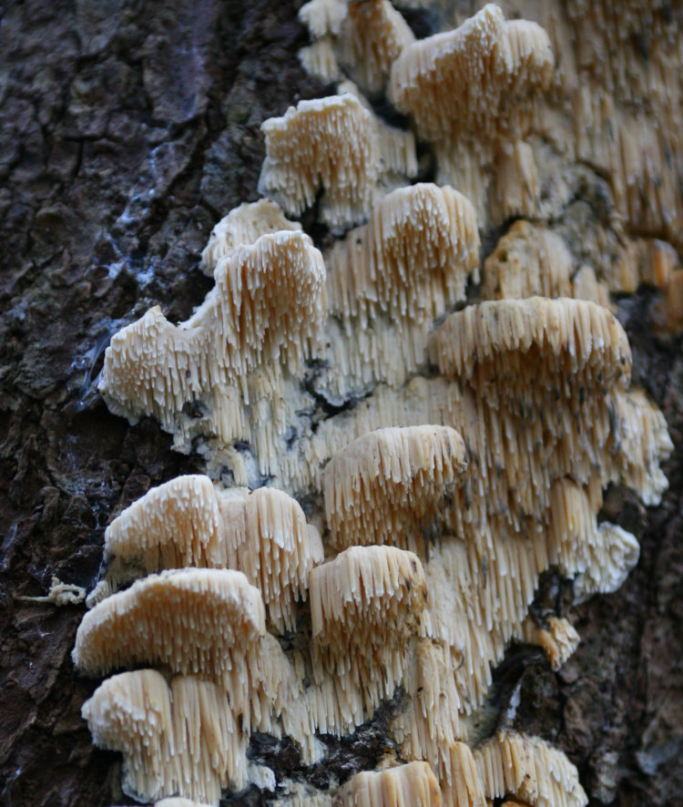 unidentified fungus on tree trunk