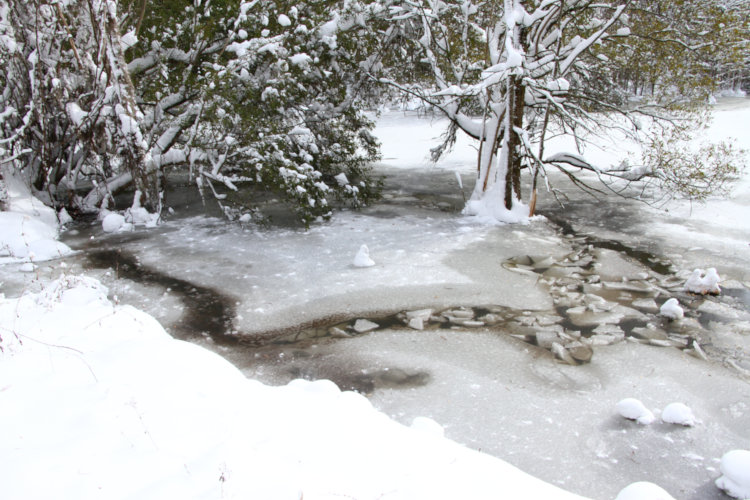 path broken through ice on backyard pond to feeding area near Duck Island