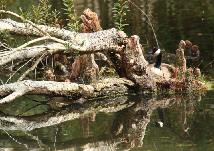 Canada goose Branta canadensis appearing to be roosting on small island in backyard pond.