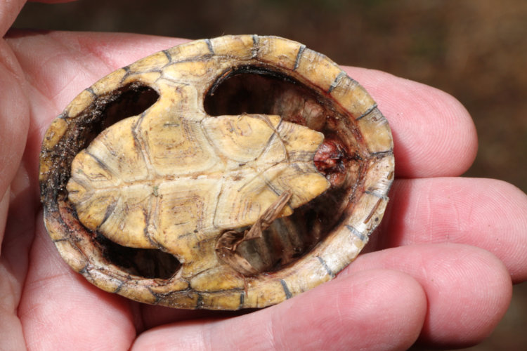 empty carapace of likely common musk turtle Sternotherus odoratus, recently scavenged, showing small plastron