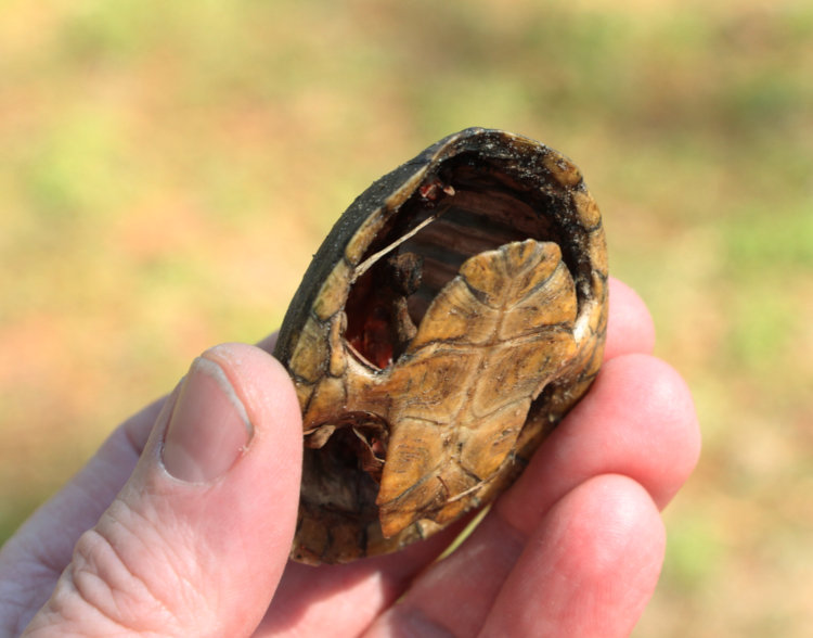 empty carapace of likely common musk turtle Sternotherus odoratus, recently scavenged, showing remnants of tissue within