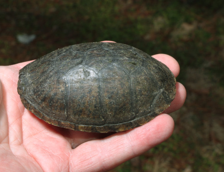 empty carapace of likely common musk turtle Sternotherus odoratus, recently scavenged