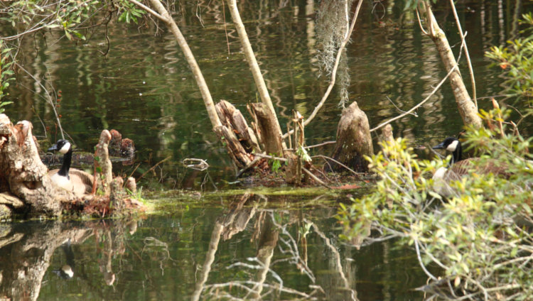 pair of Canada geese Branta canadensis setting on two separate small islands in backyard pond