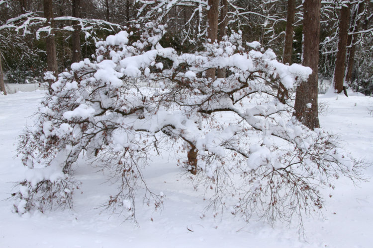 large old Japanese maple Acer palmatum in backyard under heavy load of snow