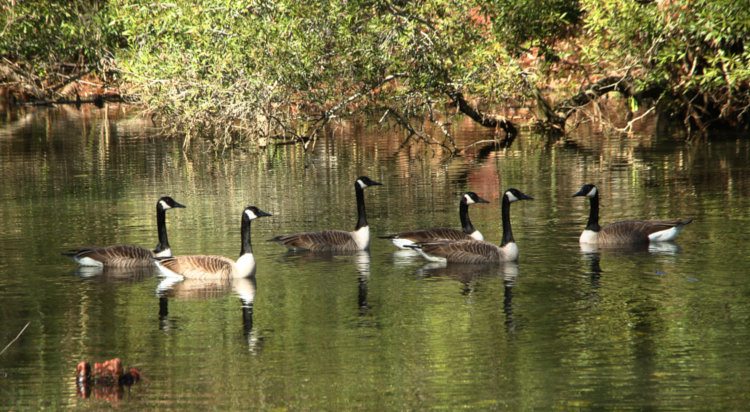 six Canada geese Branta canadensis congregating on backyard pond