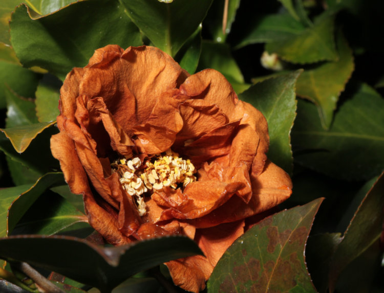 camellia Theaceae blossom after undergoing sub-freezing temperatures for several days