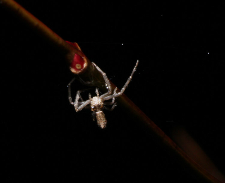 unidentified crab spider Thomisidae proving it's not dead by scrambling to supporting branch in rain