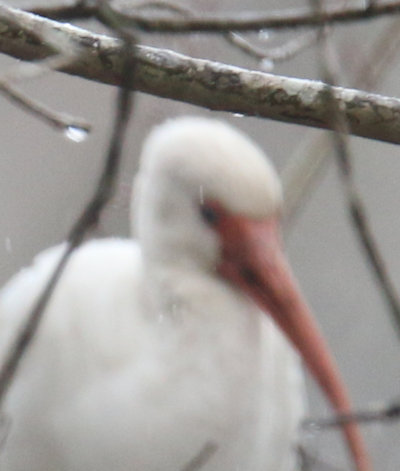 autofocus locking onto branch instead of white ibis