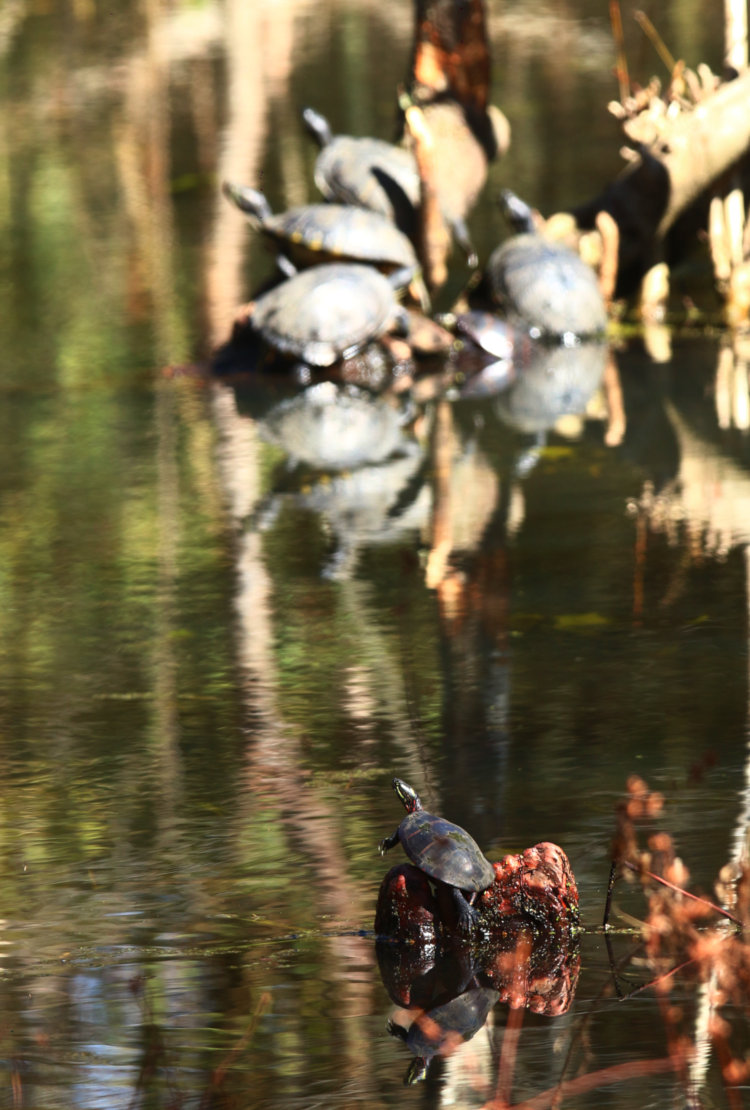 small eastern painted turtle Chrysemys picta picta basking on cypress knee with another painted and several yellow-bellied sliders Trachemys scripta scripta on Turtle Island in background