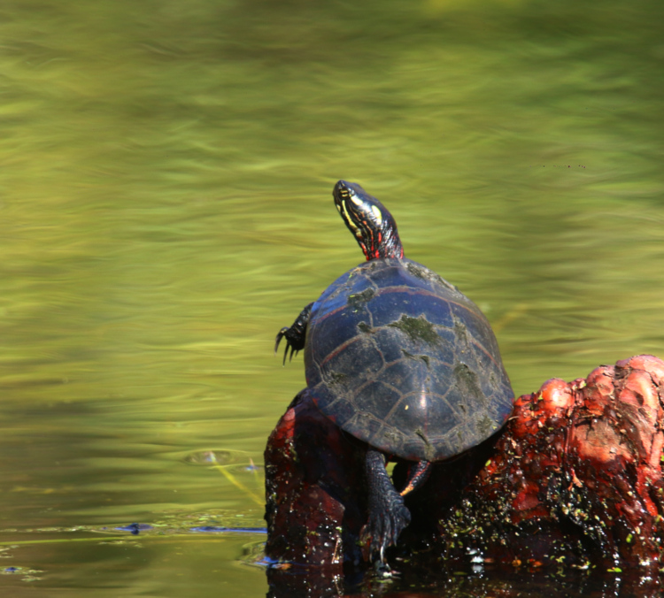 small eastern painted turtle Chrysemys picta picta basking on bald cypress Taxodium distichum knee in backyard pond