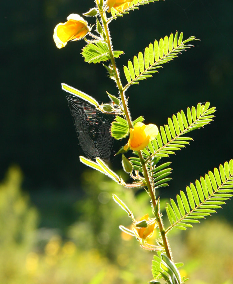 spiderweb showing iridescent in backlighting