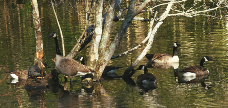 six Canada geese Branta canadensis and two yellow-bellied sliders Trachemys scripta scripta congregating on and around Turtle Island