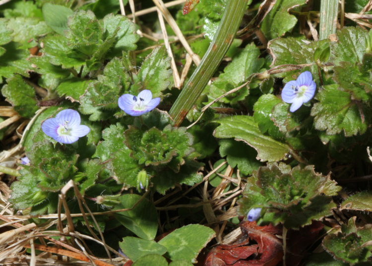 trio of winter speedwell Veronica persica blossoms