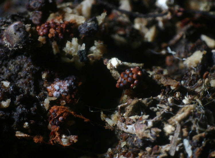 high-contrast image of fungus spores, maybe, with poor light angle