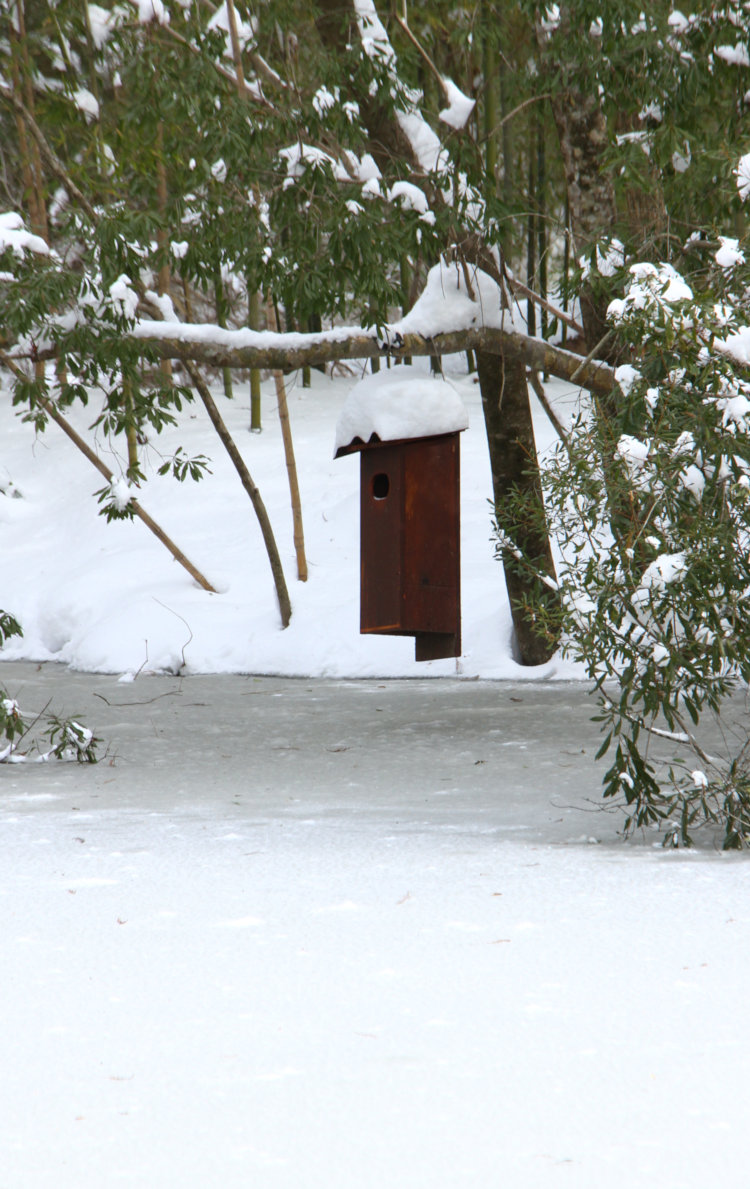 wood duck nest box above frozen backyard pond sporting thick layer of snow atop
