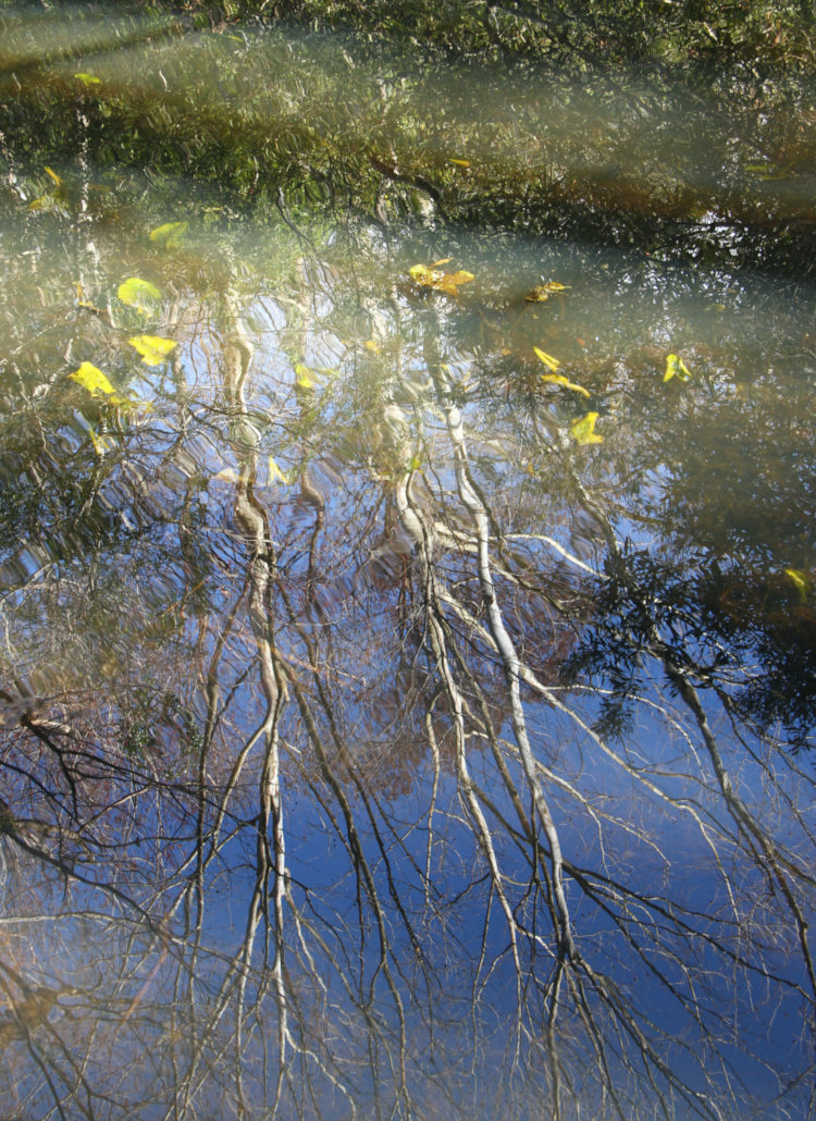 reflections and shadows on pond surface with yellow cow lilies Nuphar lutea appearing from under surface