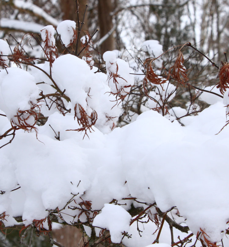 snow piled heavily on branches and dead leaves of Japanese maple Acer palmatum